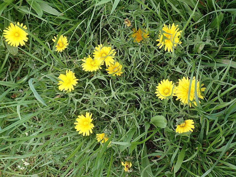 Taraxacum lacistophyllum \ Geschlitztbl�ttriger L�wenzahn / Cut-Leaved Dandelion, D Heusenstamm 16.4.2018
