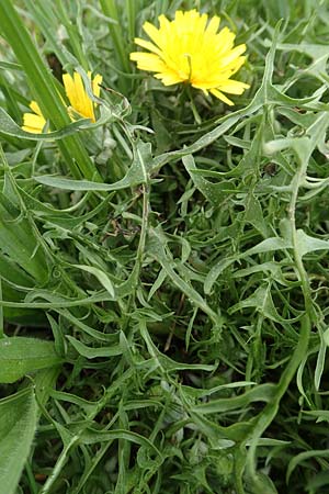 Taraxacum lacistophyllum \ Geschlitztbl�ttriger L�wenzahn / Cut-Leaved Dandelion, D Heusenstamm 16.4.2018