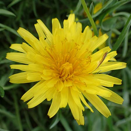 Taraxacum lacistophyllum \ Geschlitztbl�ttriger L�wenzahn / Cut-Leaved Dandelion, D Heusenstamm 16.4.2018
