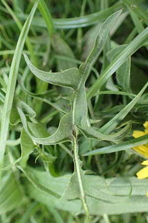 Taraxacum lacistophyllum \ Geschlitztbl�ttriger L�wenzahn / Cut-Leaved Dandelion, D Heusenstamm 16.4.2018