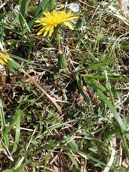 Taraxacum lacistophyllum \ Geschlitztbl�ttriger L�wenzahn / Cut-Leaved Dandelion, D Markgr&ouml;ningen 18.4.2018
