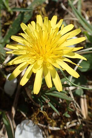 Taraxacum lacistophyllum \ Geschlitztbl�ttriger L�wenzahn / Cut-Leaved Dandelion, D Markgr&ouml;ningen 18.4.2018