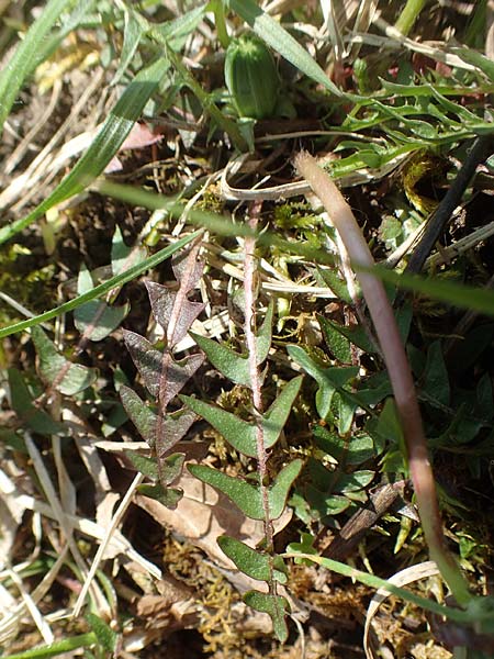 Taraxacum lacistophyllum \ Geschlitztbl�ttriger L�wenzahn / Cut-Leaved Dandelion, D Markgr&ouml;ningen 18.4.2018