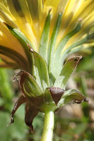 Taraxacum lacistophyllum \ Geschlitztbl�ttriger L�wenzahn / Cut-Leaved Dandelion, D Markgr&ouml;ningen 18.4.2018