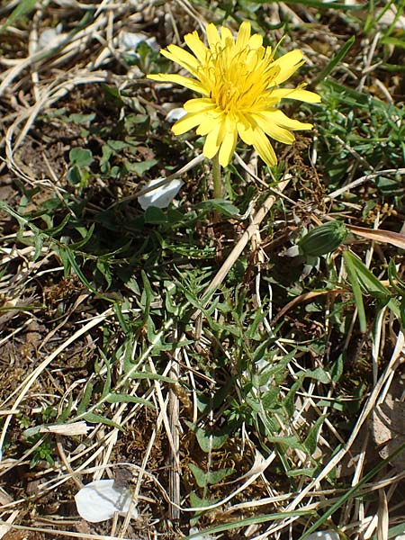 Taraxacum lacistophyllum \ Geschlitztbl�ttriger L�wenzahn / Cut-Leaved Dandelion, D Markgr&ouml;ningen 18.4.2018