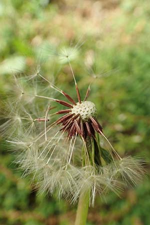 Taraxacum lacistophyllum \ Geschlitztbl�ttriger L�wenzahn / Cut-Leaved Dandelion, D Walldorf 25.4.2018
