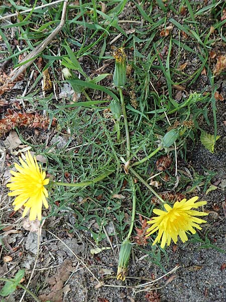 Taraxacum lacistophyllum \ Geschlitztbl�ttriger L�wenzahn / Cut-Leaved Dandelion, D Sandhausen 26.4.2018