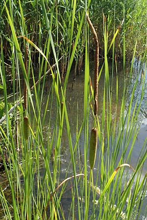 Typha laxmannii, Laxmann's Bulrush