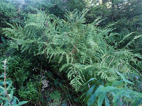 Athyrium filix-femina \ Frauenfarn / Common Lady Fern, D Hornisgrinde 4.9.2019