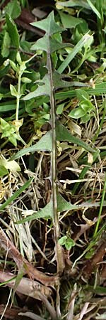 Taraxacum lacistophyllum \ Geschlitztbl�ttriger L�wenzahn / Cut-Leaved Dandelion, D Br&uuml;hl bei/near Mannheim 23.3.2024