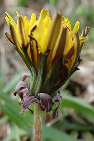 Taraxacum lacistophyllum \ Geschlitztbl�ttriger L�wenzahn / Cut-Leaved Dandelion, D Br&uuml;hl bei/near Mannheim 23.3.2024