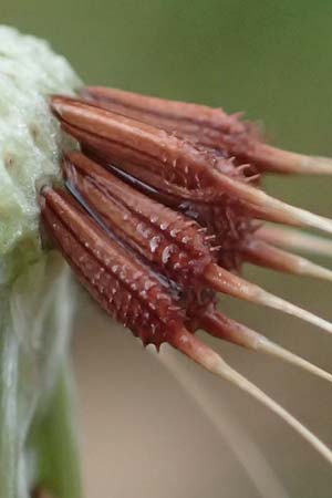 Taraxacum lacistophyllum \ Geschlitztbl�ttriger L�wenzahn / Cut-Leaved Dandelion, D Mannheim 4.4.2024
