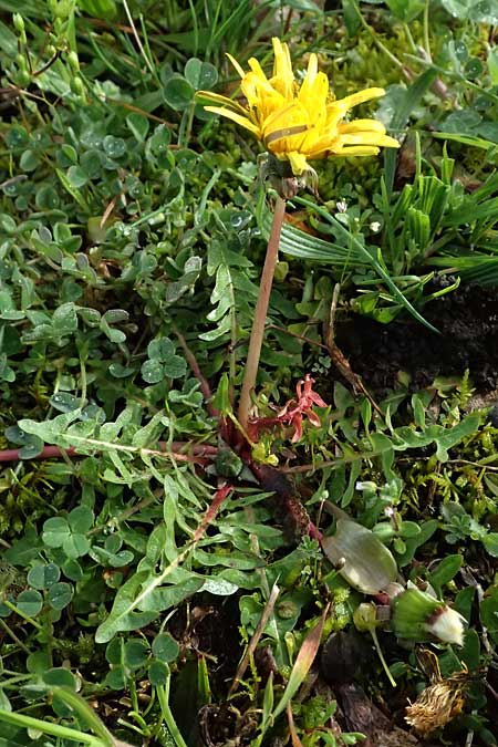 Taraxacum lacistophylloides \ Geschlitztblatt�hnlicher L�wenzahn / False Cut-Leaved Dandelion, D Karlsruhe 5.4.2024