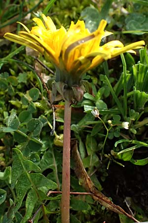 Taraxacum lacistophylloides \ Geschlitztblatt�hnlicher L�wenzahn / False Cut-Leaved Dandelion, D Karlsruhe 5.4.2024