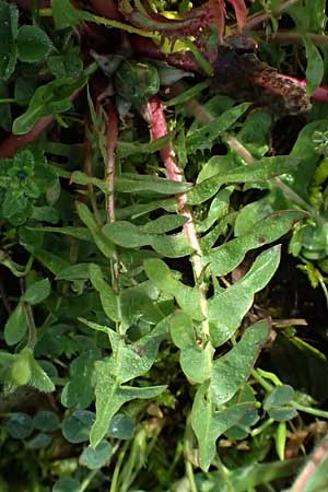 Taraxacum lacistophylloides \ Geschlitztblatt�hnlicher L�wenzahn / False Cut-Leaved Dandelion, D Karlsruhe 5.4.2024