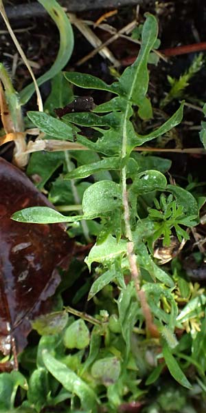 Taraxacum lacistophylloides \ Geschlitztblatt�hnlicher L�wenzahn / False Cut-Leaved Dandelion, D Karlsruhe 5.4.2024