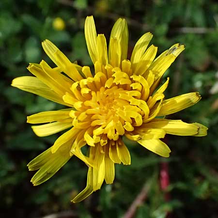 Taraxacum lacistophylloides \ Geschlitztblatt�hnlicher L�wenzahn / False Cut-Leaved Dandelion, D Karlsruhe 5.4.2024