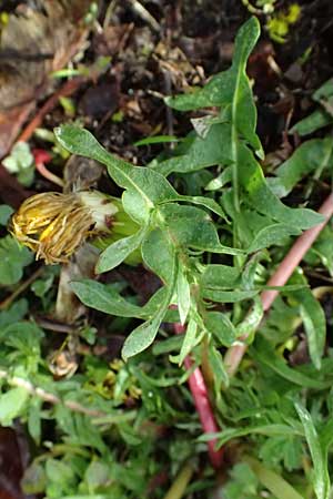 Taraxacum lacistophylloides \ Geschlitztblatt�hnlicher L�wenzahn / False Cut-Leaved Dandelion, D Karlsruhe 5.4.2024