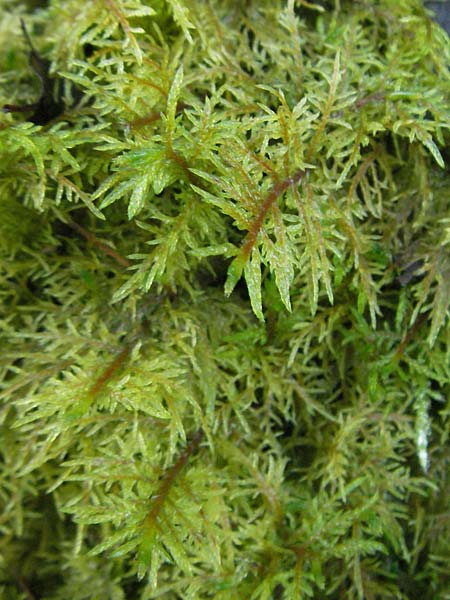 Hylocomium splendens \ Etagen-Moos / Glittering Wood Moss, D Marbach-Stausee 3.12.2006