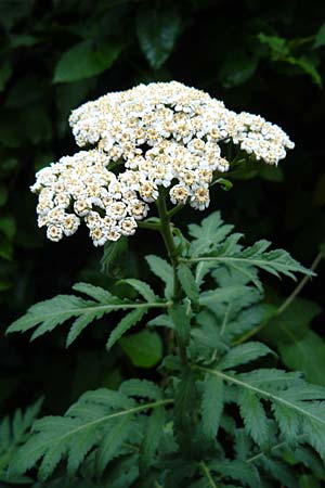 Tanacetum macrophyllum / Rayed Tansy, D Weinheim an der Bergstra&szlig;e 1.6.2015