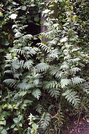 Tanacetum macrophyllum / Rayed Tansy, D Weinheim an der Bergstra&szlig;e 1.6.2015