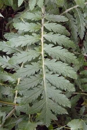 Tanacetum macrophyllum / Rayed Tansy, D Weinheim an der Bergstra&szlig;e 1.6.2015