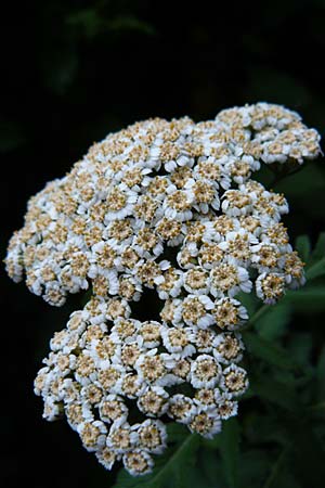 Tanacetum macrophyllum / Rayed Tansy, D Weinheim an der Bergstra&szlig;e 1.6.2015