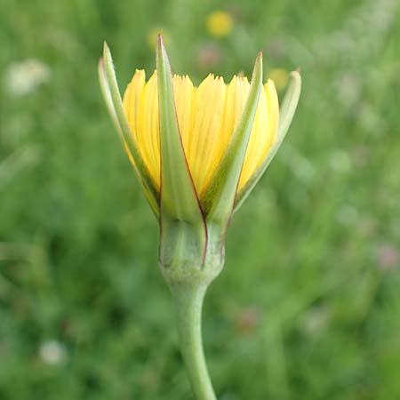 Tragopogon minor / Minor Goat's-Beard, D Odenwald, Michelstadt 17.5.2018