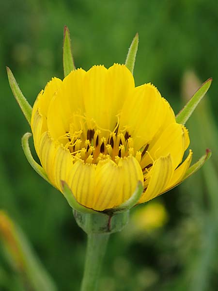 Tragopogon minor / Minor Goat's-Beard, D Odenwald, Michelstadt 17.5.2018