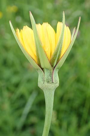 Tragopogon minor / Minor Goat's-Beard, D Odenwald, Michelstadt 17.5.2018