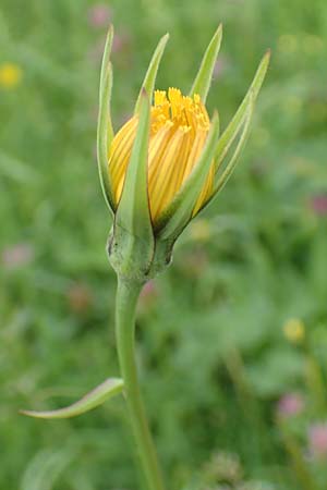 Tragopogon minor / Minor Goat's-Beard, D Odenwald, Michelstadt 17.5.2018