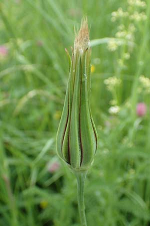 Tragopogon minor / Minor Goat's-Beard, D Odenwald, Michelstadt 17.5.2018