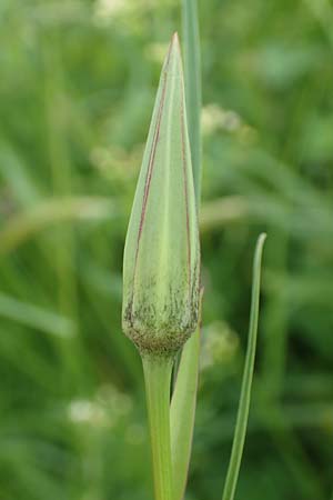 Tragopogon minor / Minor Goat's-Beard, D Odenwald, Michelstadt 17.5.2018