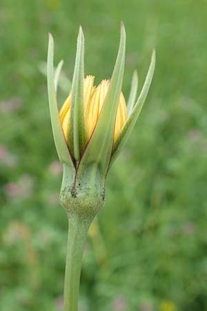 Tragopogon minor / Minor Goat's-Beard, D Odenwald, Michelstadt 17.5.2018