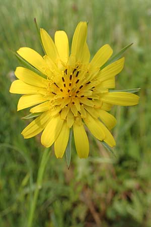 Tragopogon minor / Minor Goat's-Beard, D Odenwald, Michelstadt 17.5.2018