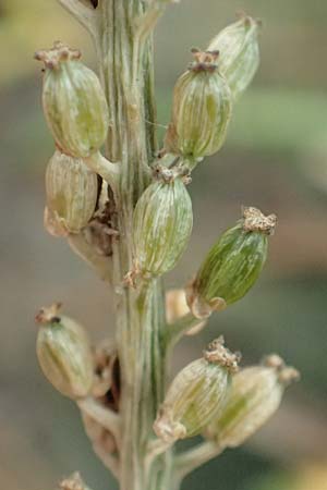 Triglochin maritimum, Arrowgrass
