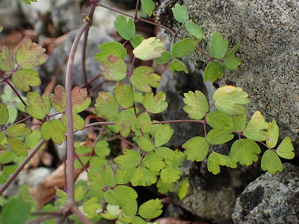 Thalictrum minus \ Kleine Wiesenraute / Lesser Meadow-Rue, D Gr&uuml;nstadt-Asselheim 26.8.2021