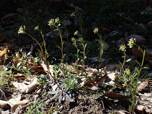Noccaea montana \ Berg-T�schelkraut / Alpine Penny-Cress, D Erlenbach am Main 19.3.2022