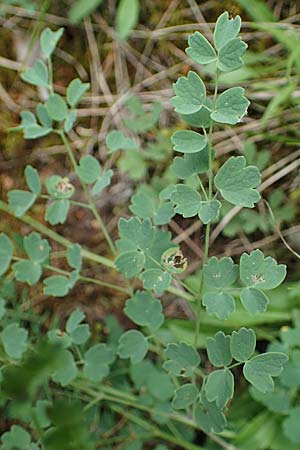 Thalictrum minus, Lesser Meadow-Rue