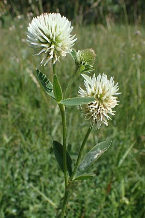 Trifolium montanum \ Berg-Klee / Mountain Clover, D Th&uuml;ringen, Erfurt 13.6.2022