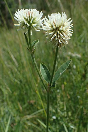 Trifolium montanum \ Berg-Klee / Mountain Clover, D Th&uuml;ringen, Erfurt 13.6.2022