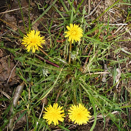 Taraxacum nordstedtii \ Nordstedts L�wenzahn / Nordstedt's Dandelion, D Ober-Roden 2.5.2015