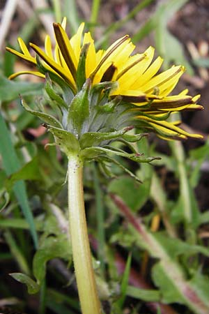 Taraxacum nordstedtii \ Nordstedts L�wenzahn / Nordstedt's Dandelion, D Ober-Roden 2.5.2015
