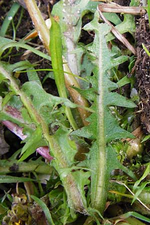 Taraxacum nordstedtii \ Nordstedts L�wenzahn / Nordstedt's Dandelion, D Ober-Roden 2.5.2015