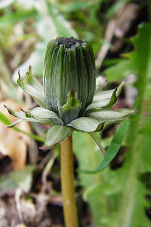 Taraxacum nordstedtii \ Nordstedts L�wenzahn / Nordstedt's Dandelion, D Ober-Roden 2.5.2015