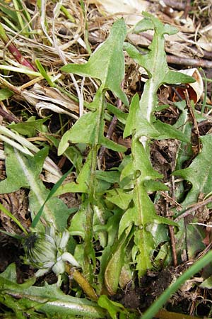 Taraxacum nordstedtii \ Nordstedts L�wenzahn / Nordstedt's Dandelion, D Ober-Roden 2.5.2015