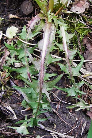 Taraxacum nordstedtii \ Nordstedts L�wenzahn / Nordstedt's Dandelion, D Ober-Roden 2.5.2015