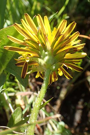 Taraxacum trilobifolium \ Stufenbl�ttriger L�wenzahn / Stair-Leaved Dandelion, D Darmstadt 9.5.2008