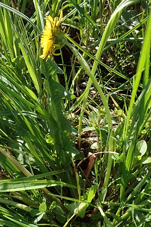 Taraxacum trilobifolium \ Stufenbl�ttriger L�wenzahn / Stair-Leaved Dandelion, D Darmstadt 9.5.2008