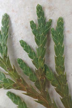 Platycladus orientalis \ Morgenl�ndischer Lebensbaum, Thuja / Oriental Arbor-Vitae, D Heidelberg 6.12.2015